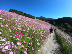 白木峰高原もいいですが、大又農園コスモス園もすごくきれい。10月14日満開でした。