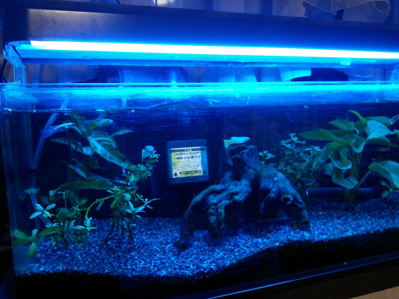 水槽照明交換（カリビアンブルー）