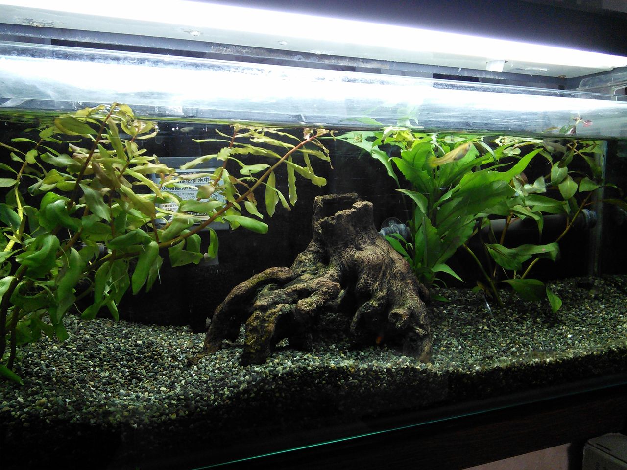 グッピー・ミニプラティ水槽